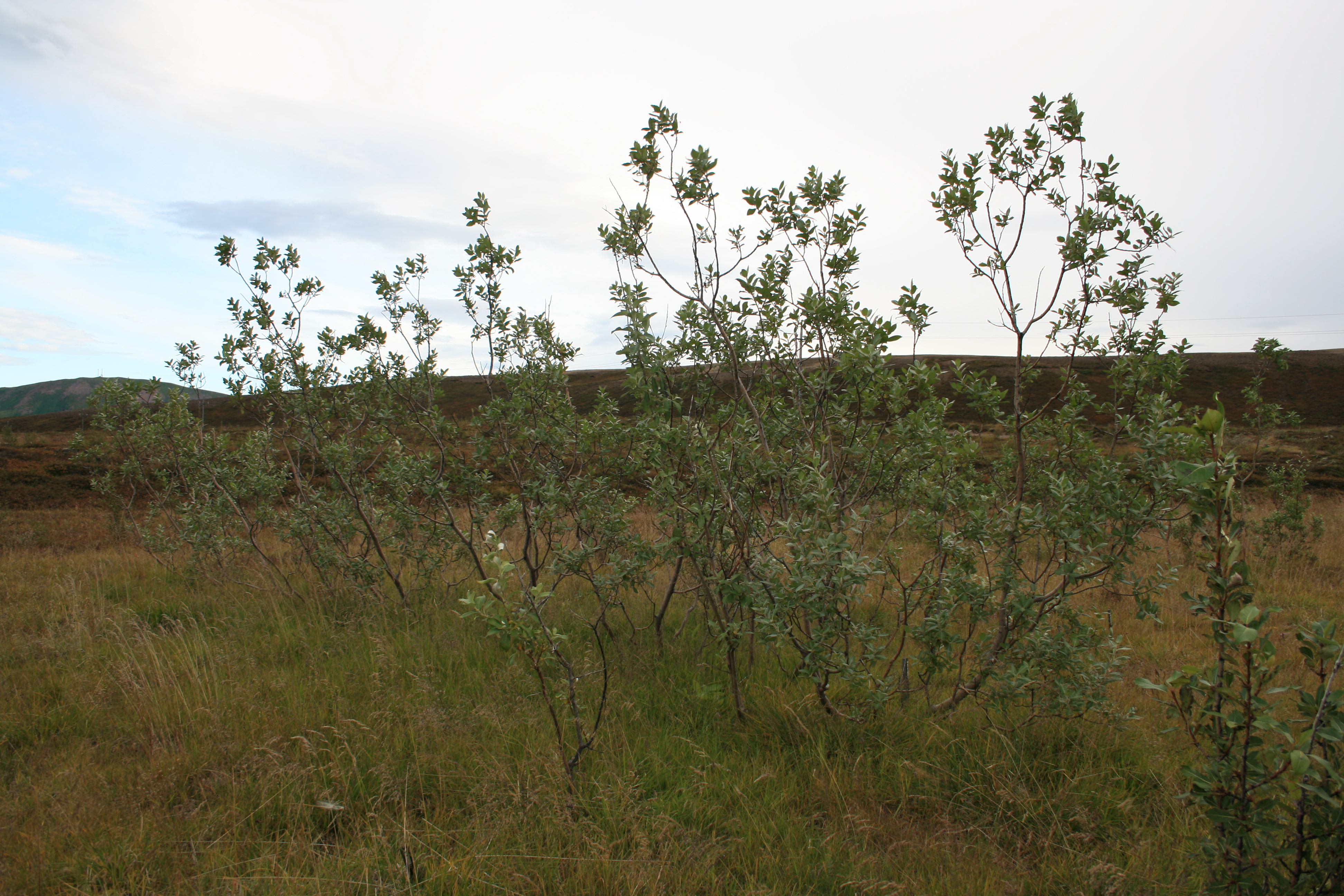 Jörvavíðir Kolga Saltvík 0911.JPG